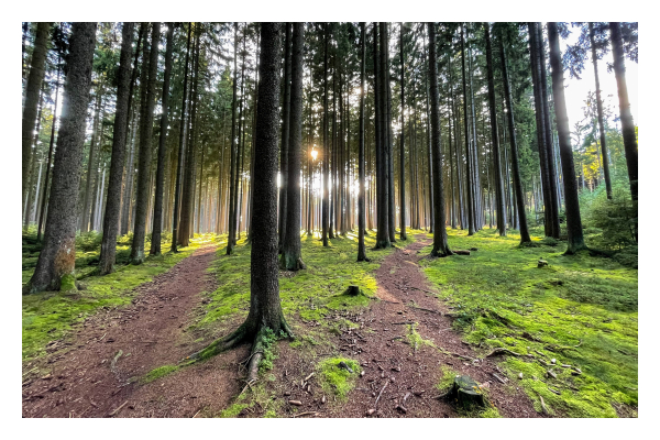 Foto im Querformat. Eine Weitwinkelaufnahme eines lichtdurchfluteten Waldes. Der Boden ist mit grünem Moos bedeckt, zwei braune Wege führen von der Kamera weg. Die Sonne scheint durch die Bäume. 