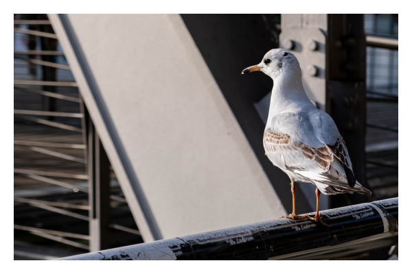 Foto im Querformat. Eine weißbraune Möwe sitzt auf einem Geländer und schaut in die Ferne. Im Hintergrund sind dicke Stahlbalken einer Brücke. 