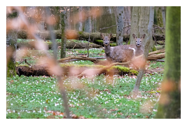 Foto im Querformat. Zwei junge Rehe stehen auf dem grünen Waldboden und schauen Richtung Kamera. Ein Reh steht vor einem Baumstamm, eine Kerbe in der Rinde des Baumes ist genau mittig über dem Kopf des Rehs, so dass es wie ein Horn aussieht. Im Vordergrund sind unscharf Äste mit braunen Blättern im Bild. 