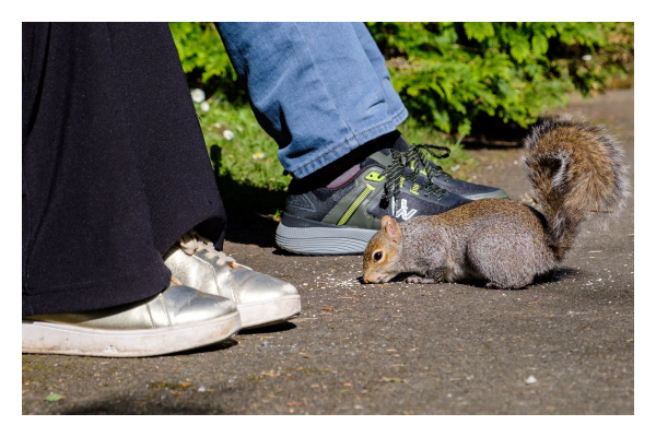 Foto im Querformat. Ein rot-braunes Eichhörnchen kauert am Boden und frisst. Links und rechts vor ihm sind jeweils ein paar Füße von Menschen, die das Tier füttern. Es sieht aus, als ob das Eichhörnchen die Schuhe anbeten würde. 