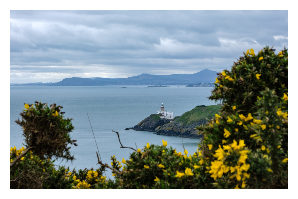 Foto im Querformat. Blick über Büsche hinweg auf eine Landzunge auf der ein weißer Leuchtturm mit Haus steht. Die Büsche mit gelben Blüten rahmen den Leuchtturm von unten ein. Weiter hinten am Horizont ist noch mehr Landmasse. Der Himmel ist bewölkt. 