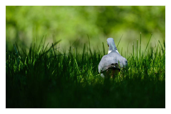 Foto im Querformat. Eine graue Taube sitzt im Gras. Sie hat der Kamera den Rücken zugewandt und wird von der Sonne beschienen. Das Gras im Vordergrund versinkt im Schatten. Der grüne Hintergrund hinter der Taube ist unscharf. 