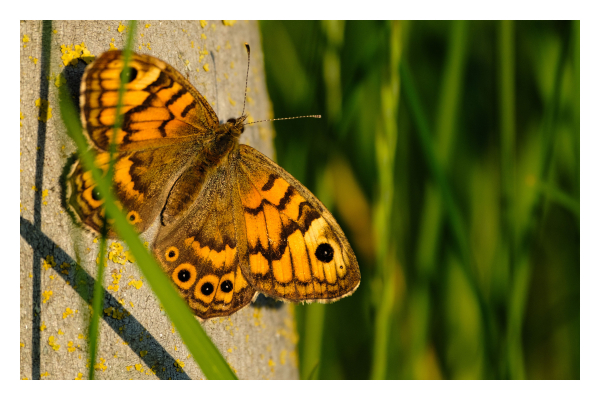 Foto im Querformat. Ein Fauerfuchs, ein Falter mit orange-braunen Flügeln, auf denen ein schwarzes Muster aus Punkten und Strichen ist, sitzt mit ausgebreiteten Flügeln an einem Pfosten links im Bild. Rechts daneben ist Wiese, die in der Unschärfe versinkt. 