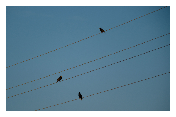 Foto im Querformat. Vier Stromleitungen gegen den blauen Himmel fotografiert. Die zwei mittleren Leitungen sind näher beieinander. Auf drei Leitungen sitzt jeweils ein schwarzer Vogel. 