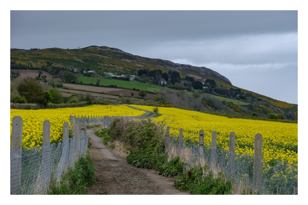 Foto im Querformat. Ein Weg schlängelt sich einen Berg hoch. Links und rechts ist jeweils ein Zaun, dahinter sind Unmengen an gelben Pflanzen. Weiter oben am Berg sind braune Felder und grüne Wiesen. Der Himmel ist bedeckt. 