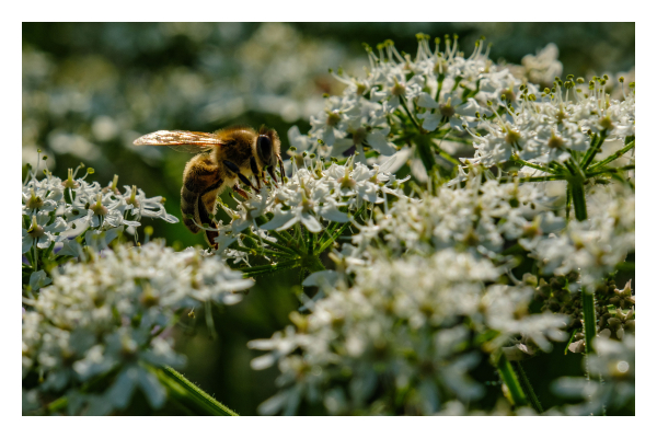 Foto im Querformat. Teleaufnahme von mehreren weißen Blüten bzw Blumen. Eine Biene sitzt auf einer. Die vorderen und hinteren Blüten sind unscharf, die Biene ist scharf abgebildet. Alles wird von der Sonne beschienen. 