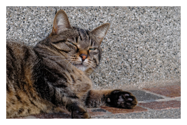 Foto im Querformat. Eine grau-braun-schwarze Katze liegt seitlich auf einer Treppenstufe, streckt die Vorderpfoten von sich und schaut mit zugekniffenen Augen. Nur die obere Hälfte der Katze ist im Bild. 