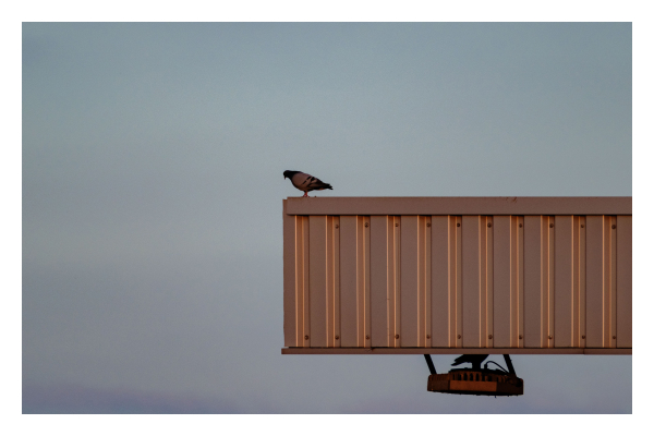 Foto im Querformat. Teleaufnahme. Eine Art Container ragt von rechts ins Bild und geht bis ungefähr der Mitte des Bildes. Am Ende sitzt eine Taube und schaut nach unten. Unter dem Container ist eine kleine Plattform auf der leicht versteckt eine zweite Taube sitzt. Es sieht so auf, als ob die obere die untere Taube sucht. 