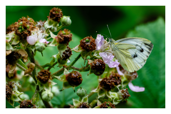 Foto im Querformat. Ein Grünader-Weißling, ein weiß, gelb, grünlicher Schmetterling mit schwarzen Flecken sitzt an einer rosafarbenen Blüte. Er ist ganz rechts im Bild. Der linke Teil des Bildes ist eine Pflanze mit besagter Blüte und dunkelbraunen Knospen. Der Hintergrund ist unscharf. 