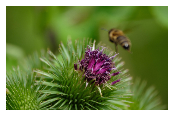 Foto im Querformat. Teleaufnahme einer Pflanze. Viele grüne Grashalm artige Blätter wachsen in einem runden Strauß. In der Mitte oben ist die violette Blüte, auf dieser ist Blütenstaub. Eine Biene fliegt gerade von der Blüte weg, sie ist schon so weit geflogen, dass sie in der Unschärfe ist, aber noch zu erkennen ist. Die Blume vorne ist scharf abgebildet, der Hintergrund ist unscharf grün. 