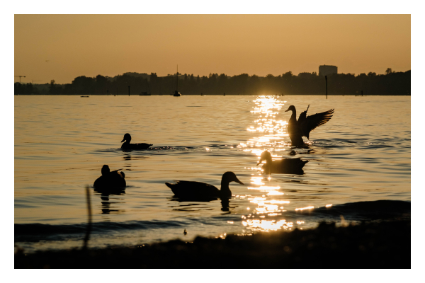 Foto im Querformat. Blick auf einen See. Die Sonne geht bald unter, sie ist aber nicht im Bild. Sie spiegelt sich aber in einem Strahl auf dem See, der vom Horizont bis zum Ufer vorne im Bild läuft. Um diesen Strahl herum schwimmen fünf Enten. Eine hat sich gerade aufgebäumt und flattert mit den Flügeln. Der Strand im Vordergrund, die Enten und das gegenüberliegende Ufer sind fast nur als Silhouetten zu erkennen. Alles ist in Gold-gelbes Licht getaucht, ebenso sieht der Himmel aus. 