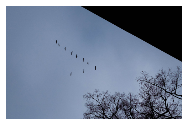 Foto im Querformat. Blick von unten Richtung Himmel. Von links fliegt gerade ein Schwarm Vögel in V-Formation. Rechts oben im bild ist ein Teil eines Gebäudes, rechts unten kahle Baumkronen. Beides ergibt ebenfalls ein V. Die Vögel sind also ein kleines V in einem großen V. Vögel, Gebäude und Baumkronen sind schwarze Silhouetten, der Himmel ist dunkel und bewölkt. 