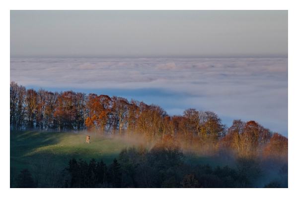 Foto im Querformat. Blick von oben über ein Stück Herbstwald, an den Bäumen sind rötliche Blätter. Im Wald ist eine Lichtung auf der ein Hochstand steht. Hinter dem Wald ist ein Tal, welches allerdings nicht zu sehen ist, weil es komplett mit Wolken verdeckt ist. Der Nebel der Wolken kriecht auch durch die Bäume und fängt an die Lichtung zu bedecken. Die Wolken gehen bis an den Horizont. 