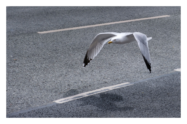 Foto im Querformat. Eine weiße Möwe mit schwarzen Federn an der Sitze ihrer Flügel, fliegt dicht über einer asphaltierten Straße. Sie hat die Flügel gerade nach unten und fliegt über einer weißen Markierung auf der Straße. Dabei wirft sie einen Schatten am Boden. 