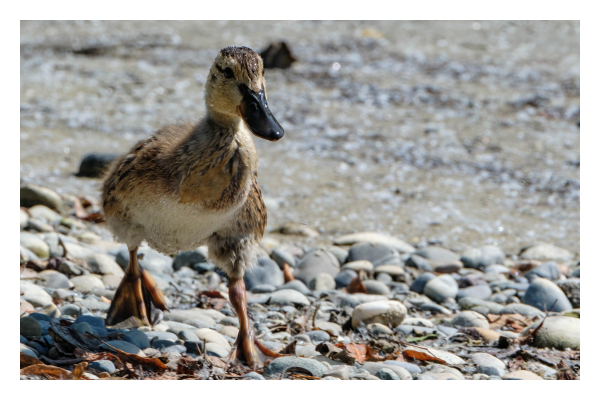 Foto im Querformat. Eine junge Stockente rennt einen Kiesstrand entlang. Teleaufnahme, die Ente füllt das ganze Bild aus und rennt von links nach rechts. Sie ist hellbraun gefiedert und hat einen schwarzen Schnabel. Das Gefieder ist feucht, der Schnabel ebenso. 