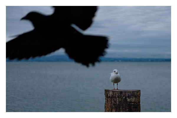 Foto im Querformat. Eine weiße Möwe sitzt auf einem dicken braunen Pfahl. Von diesem ist nur der obere Teil zu sehen. Dahinter erstreckt sich ein großer See, am Horizont ist das andere Ufer. Der Himmel ist bewölkt. Im Vordergrund fliegt ein anderer Vogel durchs Bild. Er ist so nah an der Kamera, dass es nur eine Silhouette ist, die leicht unscharf ist. Der Vogel füllt ein Viertel des gesamten Bildes aus. 