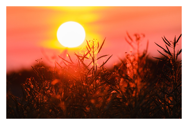 Foto im Querformat. Kurz vor Sonnenuntergang, Teleaufnahme Richtung Sonne. Im Vordergrund ragen Gräser und Halme von unten ins Bild, diese sind scharf als Silhouette abgebildet. Landschaft, Himmel und Sonne dahinter sind unscharf. Himmel und Sonne haben völlig übersättigte Farben, der Himmel ist knallrot, die Sonne gelb mit einem dunkelgelben Schein. 