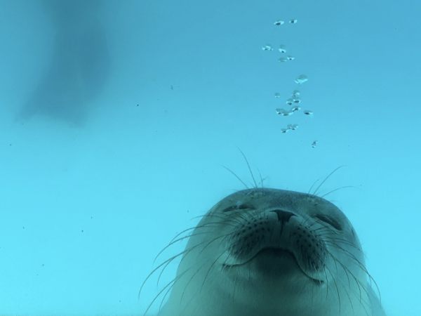 Foto vom Kopf eines Seehunds, der am unteren Bildrand direkt vor der Scheibe eines Aquariums mit geschlossenen Augen ruht. Über seinem Kopf steigen einige Luftblasen auf. Im Hintergrund ist schwach die Schwanzflosse eines zweiten Seehunds zu erkennen.  