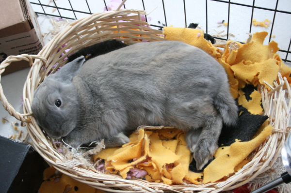 A brown rabbit lying in a partially eaten-away basket.  The white soles of its paws are visible.