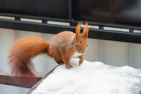 Ein rotes Eichhörnchen im Schnee auf einem Holztisch.