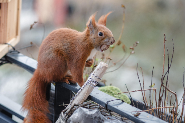 Ein rotes Eichhörnchen sitzt mit einer Haselnuss im Maul auf einer Balkonbalustrade.