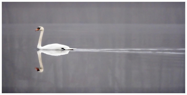 A lone swan glides across a still, foggy lake, with its reflection visible in the calm water. The scene conveys a serene and tranquil atmosphere.