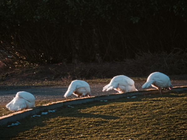 Four turkeys feeding at a curb.