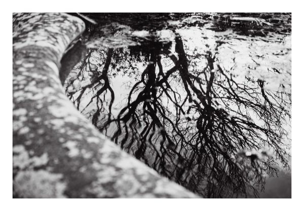 A black and white photograph of part of an ornamental pond. On the left the stone rim of the pond can be seen on the right the pond is reflecting the bare branches of a winter tree.