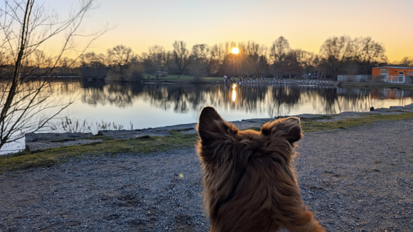 Sonnenuntergang hinter dem Theklaer Bagger (See) mit goldorangeblauen Himmel, die Sonne hinter den Weiden am ggü liegenden Ufer, glatter Wasserfläche.

Foxy schaut in Richtung See und man sieht nur seinen fuchsbraunen Kopf von hinten, mit den hochstehenden Ohren.