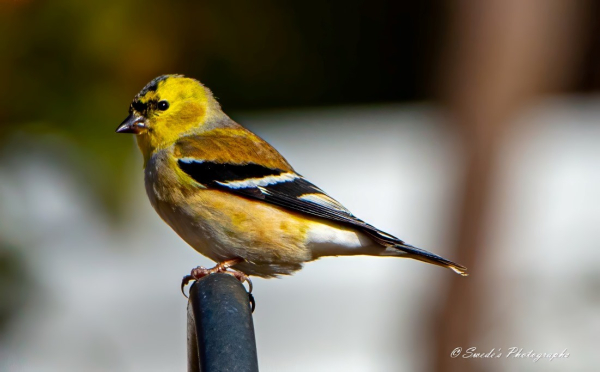 "The image shows a goldfinch perched on a black metal shepherd's hook. The goldfinch has a bright yellow head and underparts, with a black cap on the top of its head. The wings are black with white markings, and the back is a mix of yellow and olive green. The bird's black beak is short and conical, typical of finches. The background is blurred, highlighting the bird as the main subject of the photograph. The image is signed "© Swede's Photographs" in the bottom right corner." - Copilot with edits