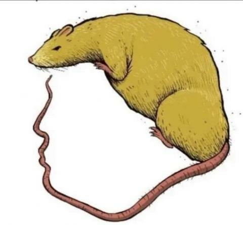 Line drawing of a yellow rat with a long tail curled beside it.
The shape the rat's body and tail forms is a silhouette of Trump.