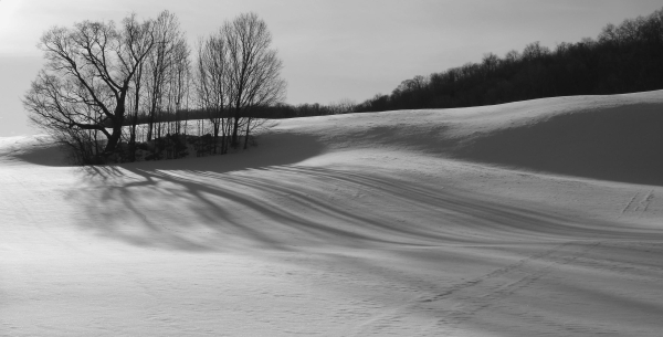 Black and white photograph of a winter landscape, showing a hilly field covered with snow with a group of trees growing in top left. The trees have no leaves and their shadows are long, the sun being very strong on that day, but low in the winter sky. The immaculate white snow is glittering on its surface. Animal tracks can be seen, as well as a fading vehicle track crossing the field on bottom right. The forest is in the background.