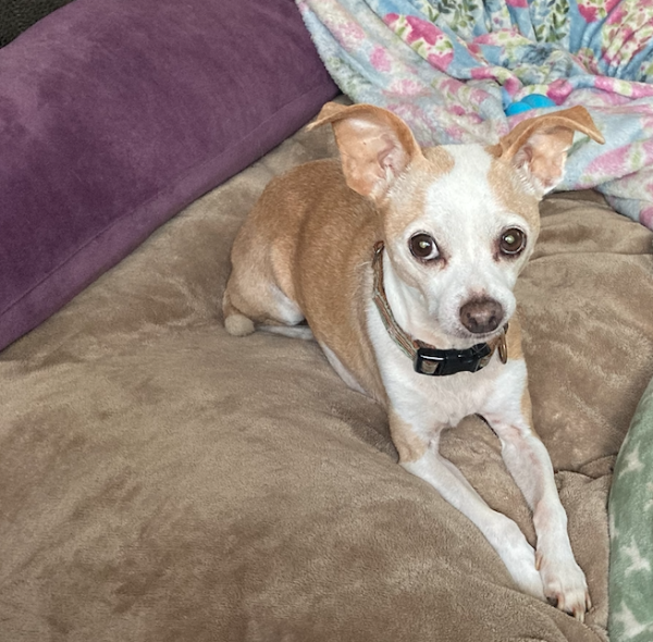 caramel colored chihuahua sitting on tan cushion with floral blanket in the background.