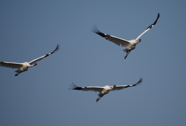 Three white birds flying overhead with outstretched wings and long legs trailing behind. 