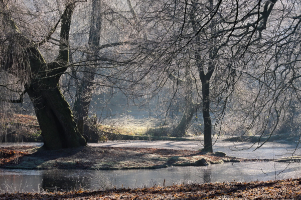 Blick über einen Teichzipfel, in dem eine kleine Insel mit einem dicken und einen dünnen Baum ist. Leicht dunstige helle Gegenlichtsituation. An den überall in's Bild ragenden Ästen ist Rauhreif. Auf dem Teich ist eine Eisschicht.
Die Bäume wachsen etwas "wie Kraut und Rüben".