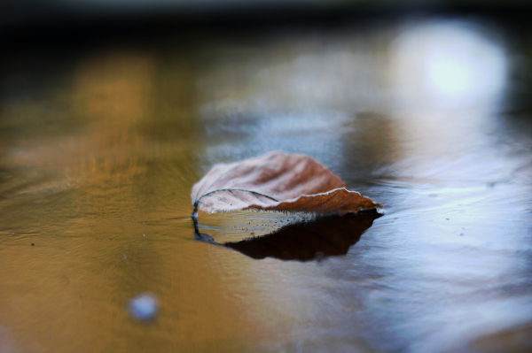 Ein einzelnes verwelktes Blatt liegt auf einer kleinen eisigen Fläche in einem Wassertrog. Der Fokus liegt auf dem Blatt und den winzigen Eiszapfen am unteren Rand des Blattes. Die Farben sind braun-grau, etwas Licht fällt auf die Szene.

A single wilted leaf lies on a small icy surface in a trough of water. The focus is on the leaf and the tiny icicles at the lower edge of the leaf. The colours are brown-grey, some light falls on the scene.