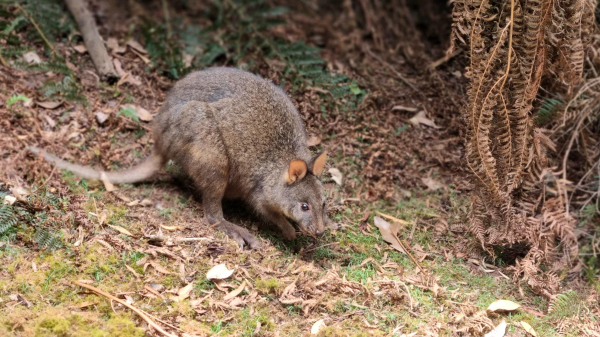 A small wallaby like marsupial called a Pademelon. It has a short tail and rounded ears, which are sticking up in the photo. It is hunched over forward picking at the vegetation. It has greyish brown fur 