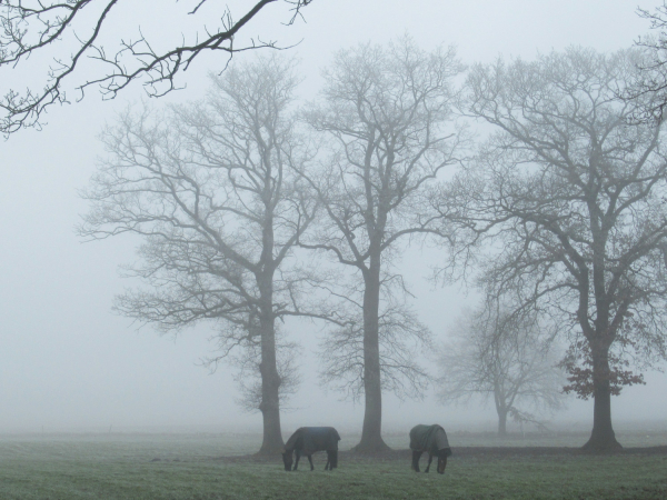 Zwei Pferde mit Decken stehen auf einer Weide im dichten Nebel. Drei kahle Eichen direkt hinter ihnen, zwei weiter weg.