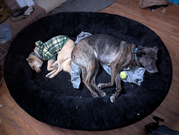 A giant black dog bed with two dogs lying on their sides with their butts touching. A mostly black/brindle German shepherd mix named Sequoia on one side and a fawn-colored jindo mix named Baikal wearing a fluffy green plaid hoodie on the other.