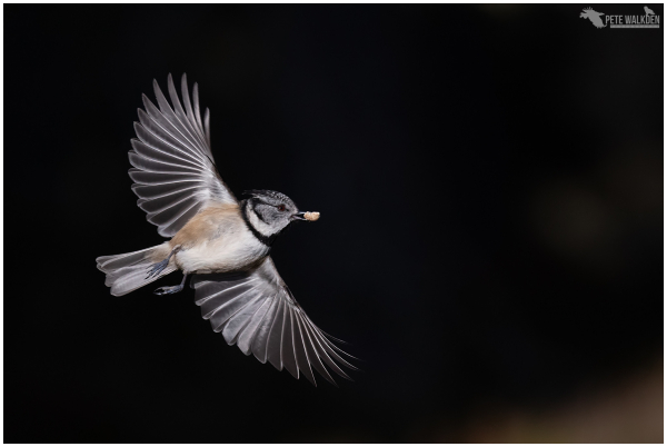 A photo of a crested tit taking flight, lit up by the sun, against a shaded backdrop.