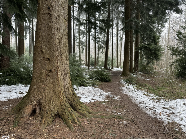 Nadelwald im Nebel mit Schneeresten