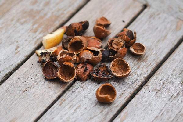 Auf einem Holztisch liegen viele Haselnussschalen und zwei Stückchen Apfel.