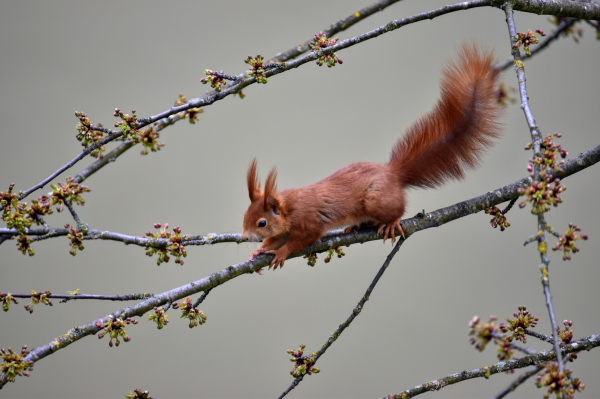 Rotes Eichhörnchen auf Astwerk mit Knospen.