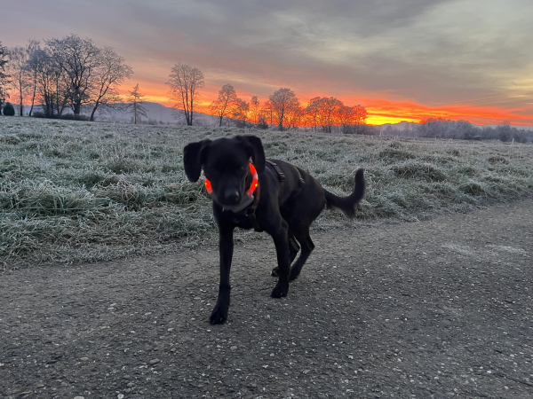 Das Bild zeigt einen schwarzen Hund mit einem leuchtend orangen Halsband auf einem Feldweg bei Sonnenaufgang. Der Hund steht im Vordergrund und blickt in Richtung der Kamera. Der Hintergrund zeigt eine wunderschöne, farbenfrohe Morgendämmerung mit einem orangefarbenen Himmel über einer leicht gefrorenen Landschaft mit Bäumen im Hintergrund. Das Gras auf dem Feld ist mit Raureif bedeckt.  Die Stimmung ist friedlich und ruhig.

Bereitgestellt von @altbot, generiert mit Gemini