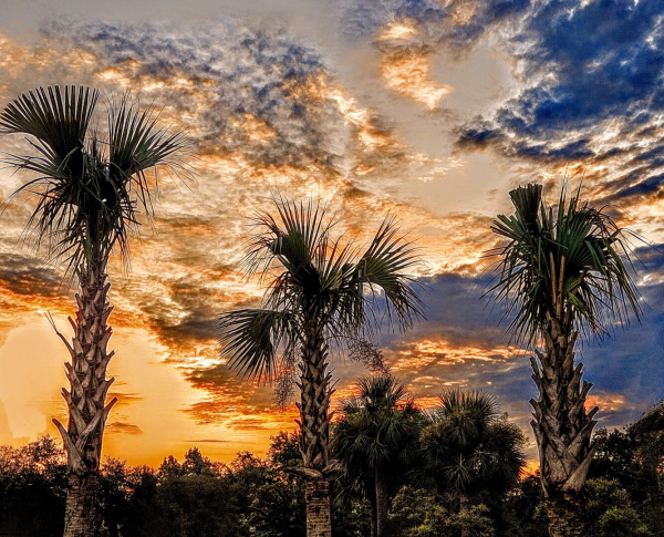 Firey sunrise viewed over a small hill where three palm trees tower over the green landscape, beneath blue skies largely covered with cloud formations reflecting back the brilliant sunrise shades of yellow and orange.