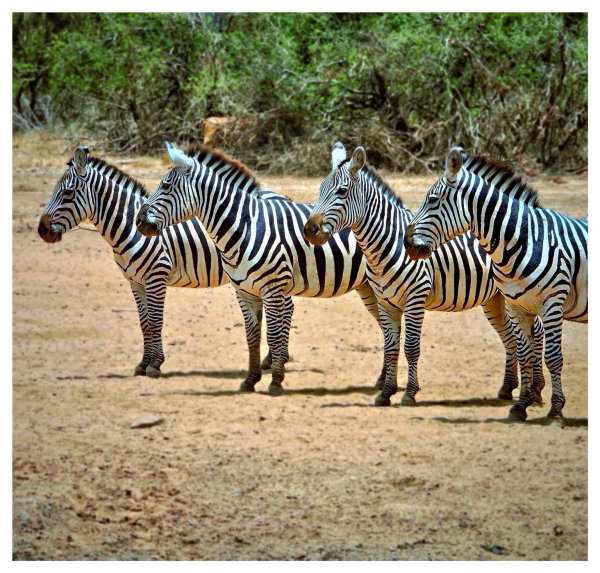 4 zebras are standing in row on a hot and sunny day on the Olkinyea Conservancy, Kenya