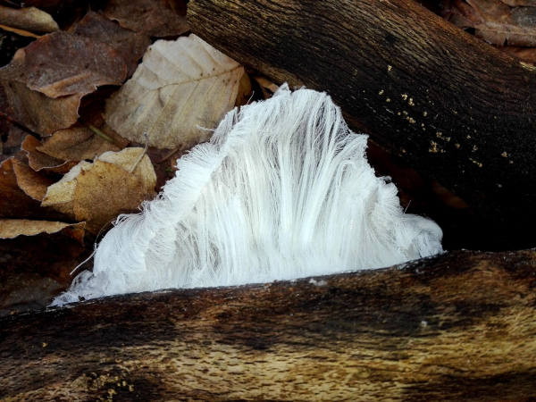 Aus einem toten Ast wächst das Haareis wie ein rundes Dreieck empor. Man sieht die feinen Eisnadeln. Rechts daneben erkennt man noch braune Herbstblätter, links oben ein weiterer Ast.
The hair ice grows up from a dead branch like a round triangle. You can see the fine ice needles. To the right you can see brown autumn leaves, and to the top left another branch.  
