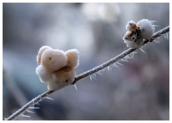 Mit Frost überzogener Zweig mit „Knallerbsen“