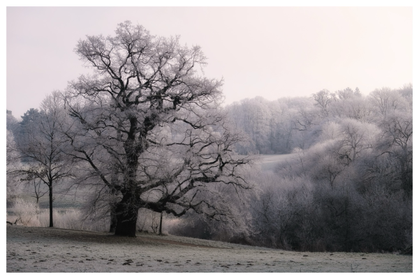 Eine alte Eiche im Jenischpark, überzogen mit Frost in rosa Morgenlicht