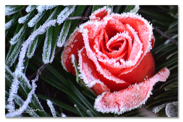 Nahaufnahme einer Blüte von einer roten Rose, die inmitten von Tannenzweigen liegt. Die Ränder der Blütenblätter und der Tannennadeln sind vereist.